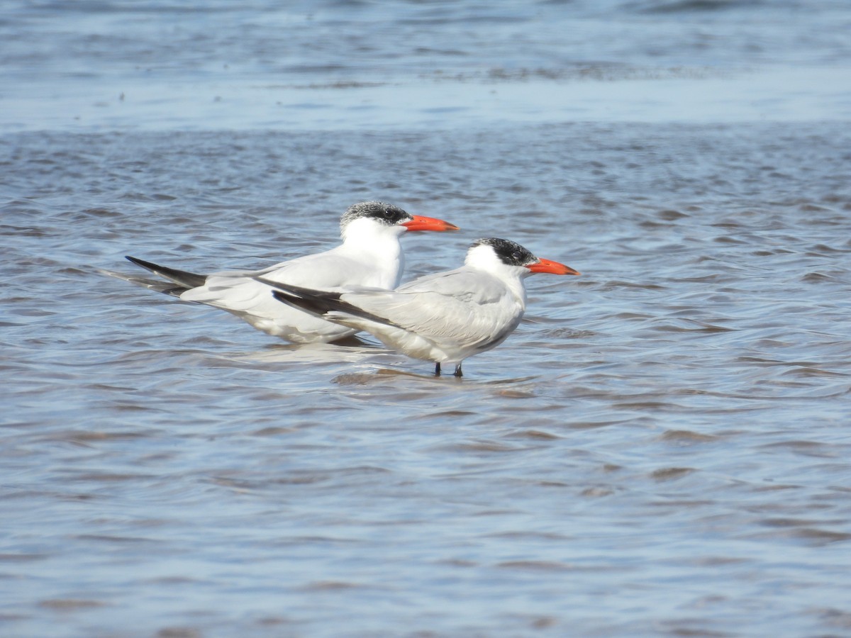 裏海燕鷗 - ML642429979