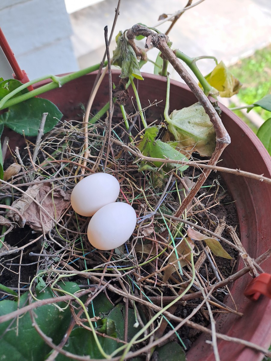 Tourterelle oreillarde - ML642429981