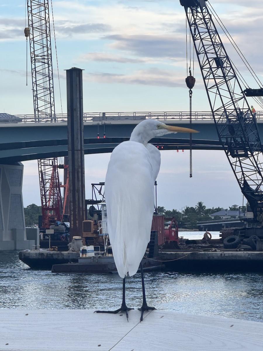 Great Egret - ML642429982
