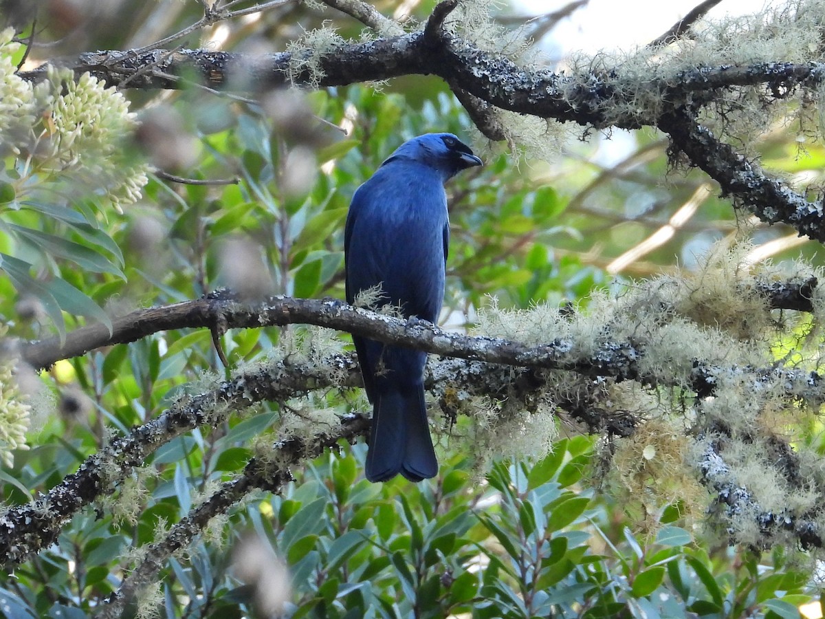 Diademed Tanager - ML642429984