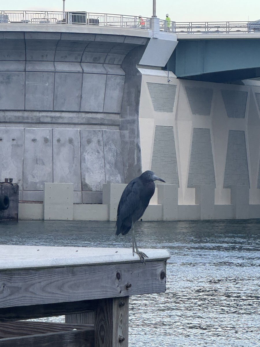 Little Blue Heron - ML642429986