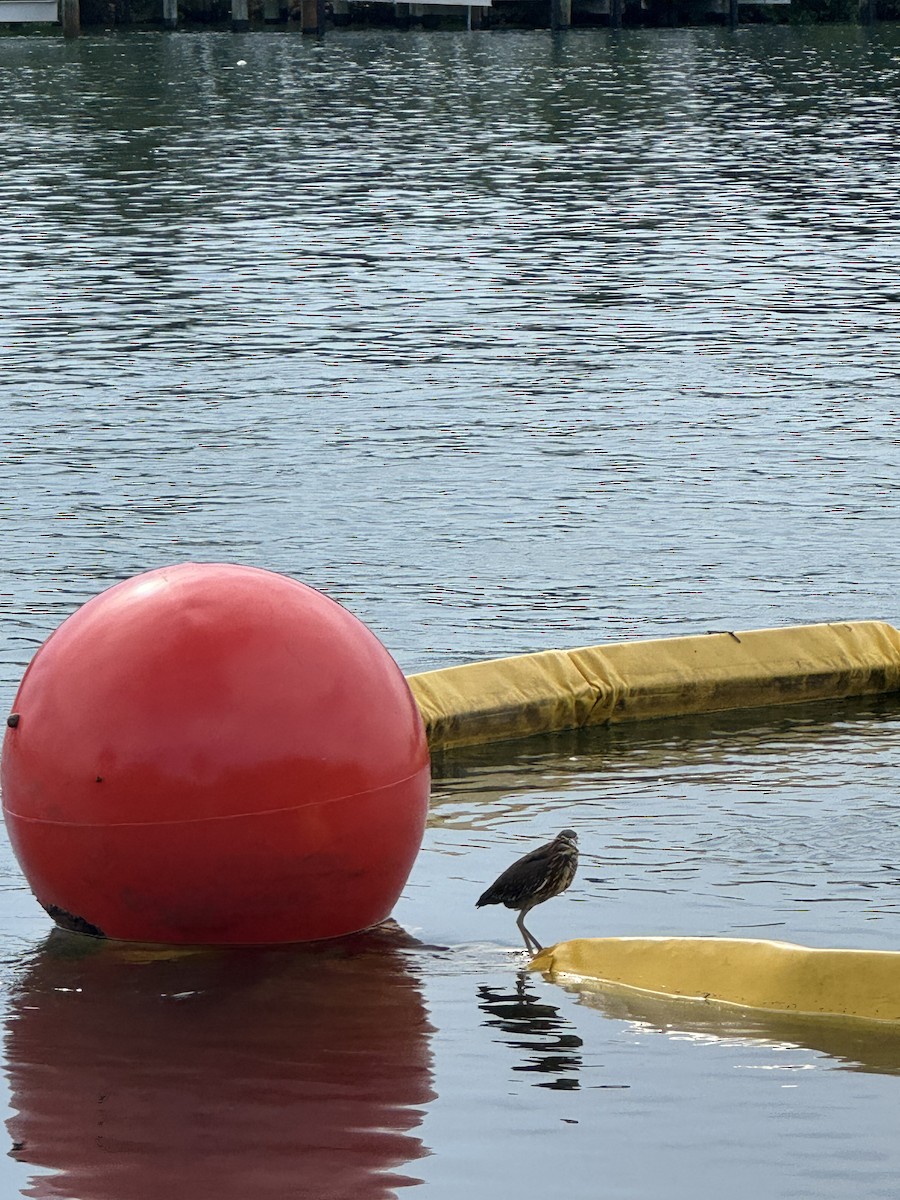 Green Heron - ML642429999