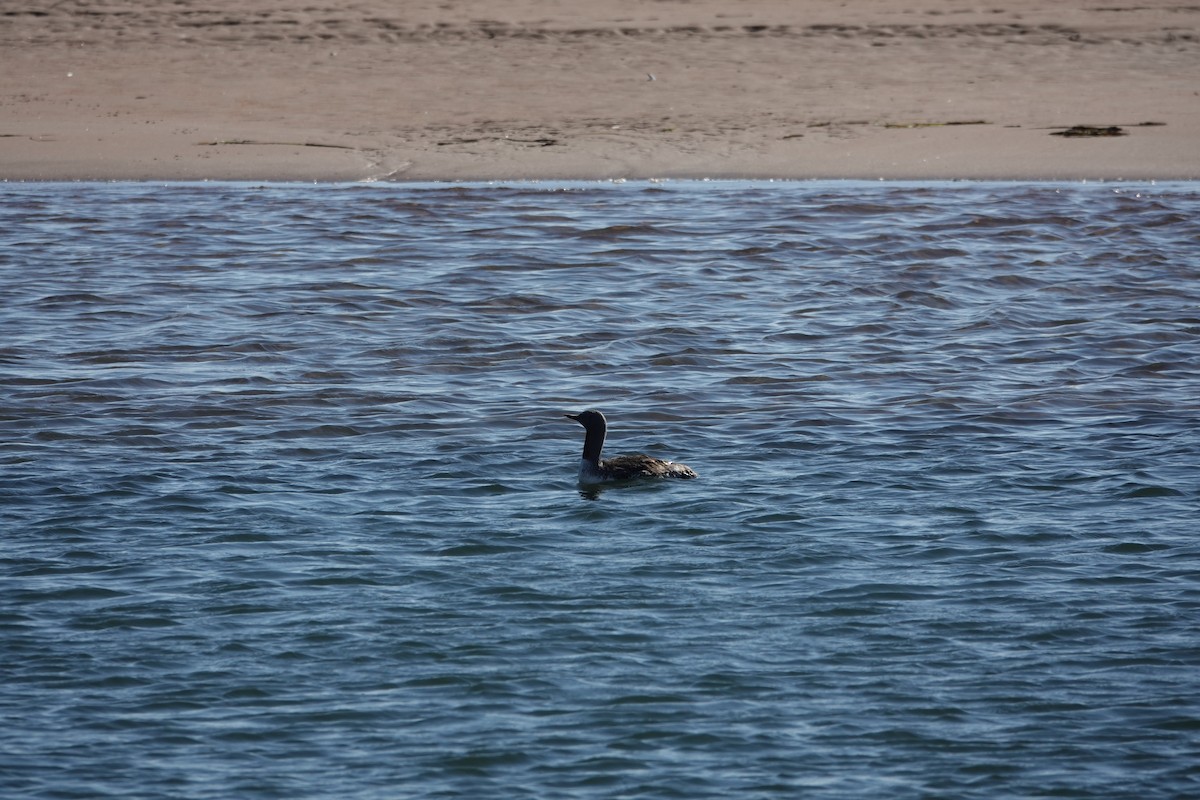 Red-throated Loon - ML642430021