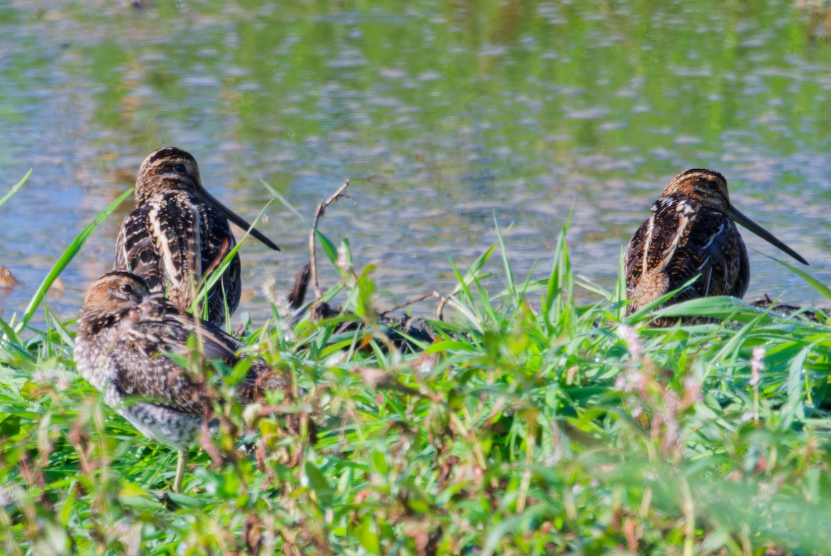 Wilson's Snipe - ML642430026