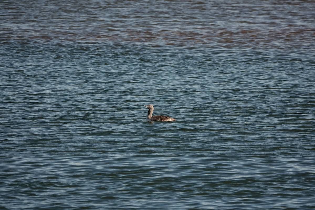 Red-throated Loon - ML642430028