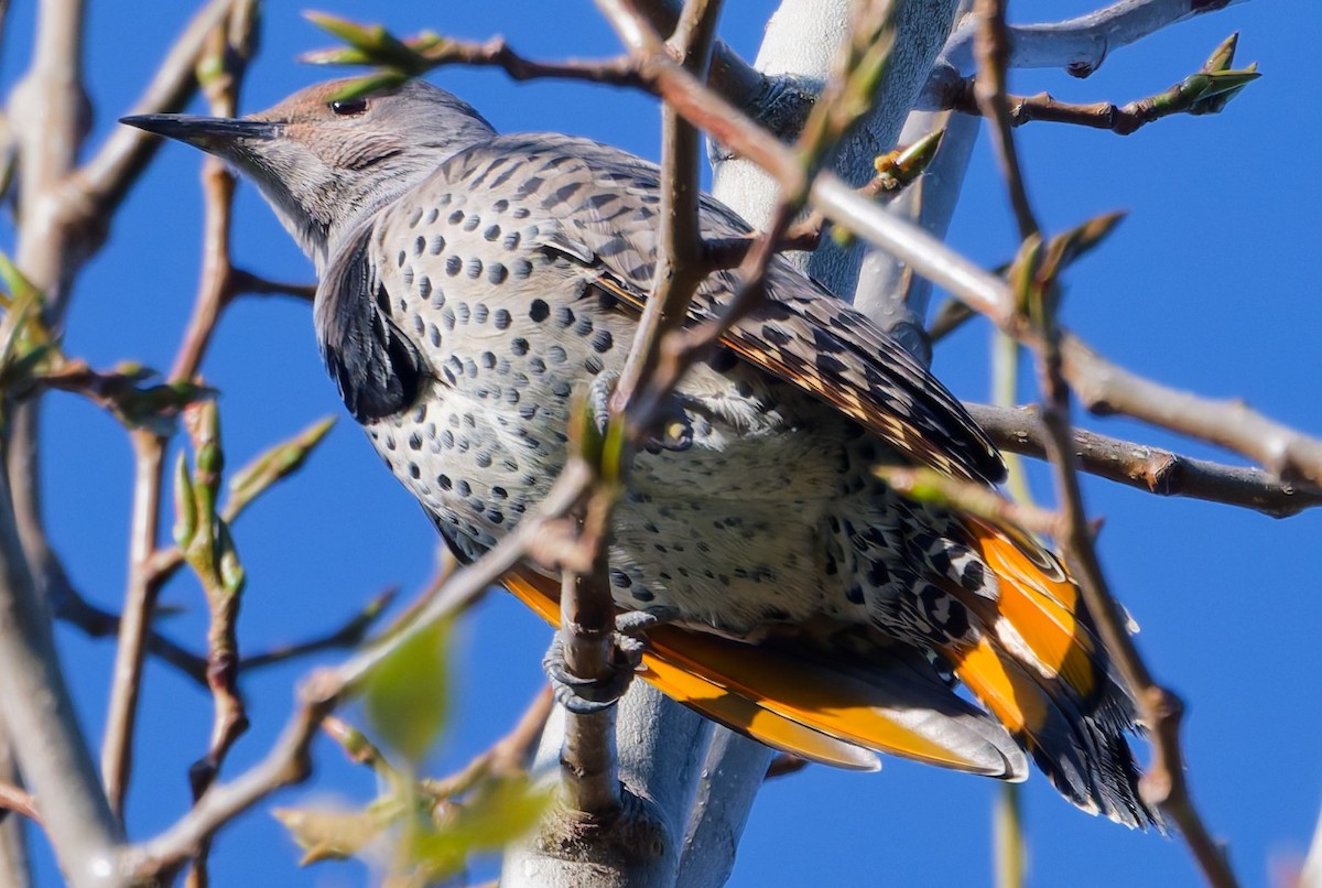 Northern Flicker (Red-shafted) - ML642430041