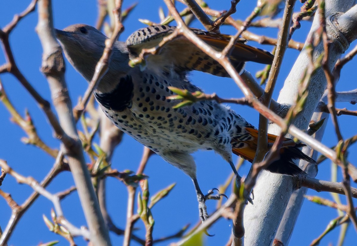 Northern Flicker (Red-shafted) - ML642430045