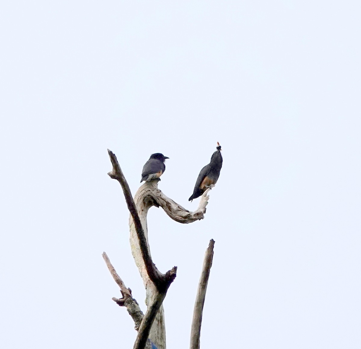 Swallow-winged Puffbird - ML642430064