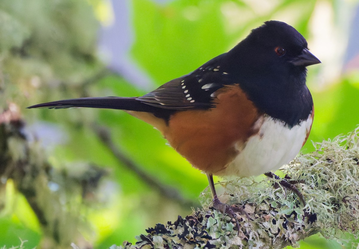 Spotted Towhee (oregonus Group) - ML642430071