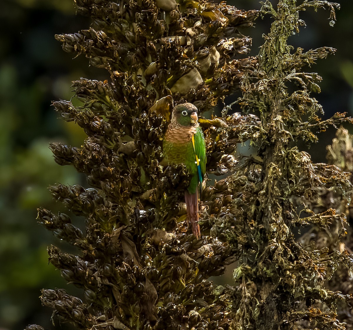 Brown-breasted Parakeet - ML642430087