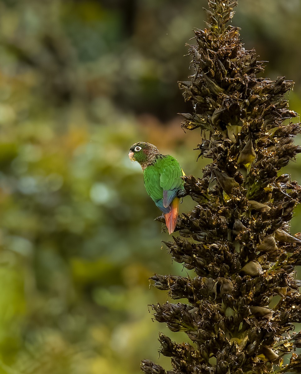 Brown-breasted Parakeet - ML642430088