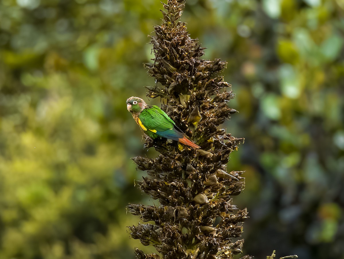 Brown-breasted Parakeet - ML642430089