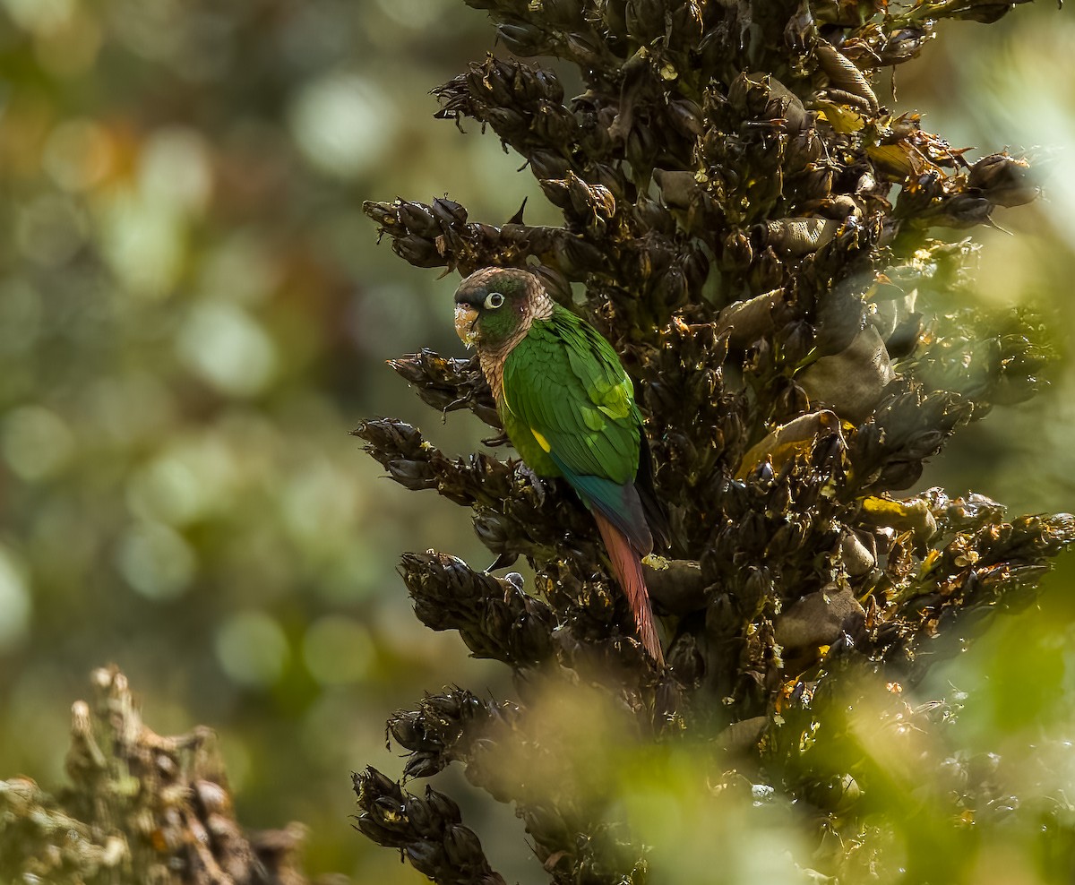 Brown-breasted Parakeet - ML642430090