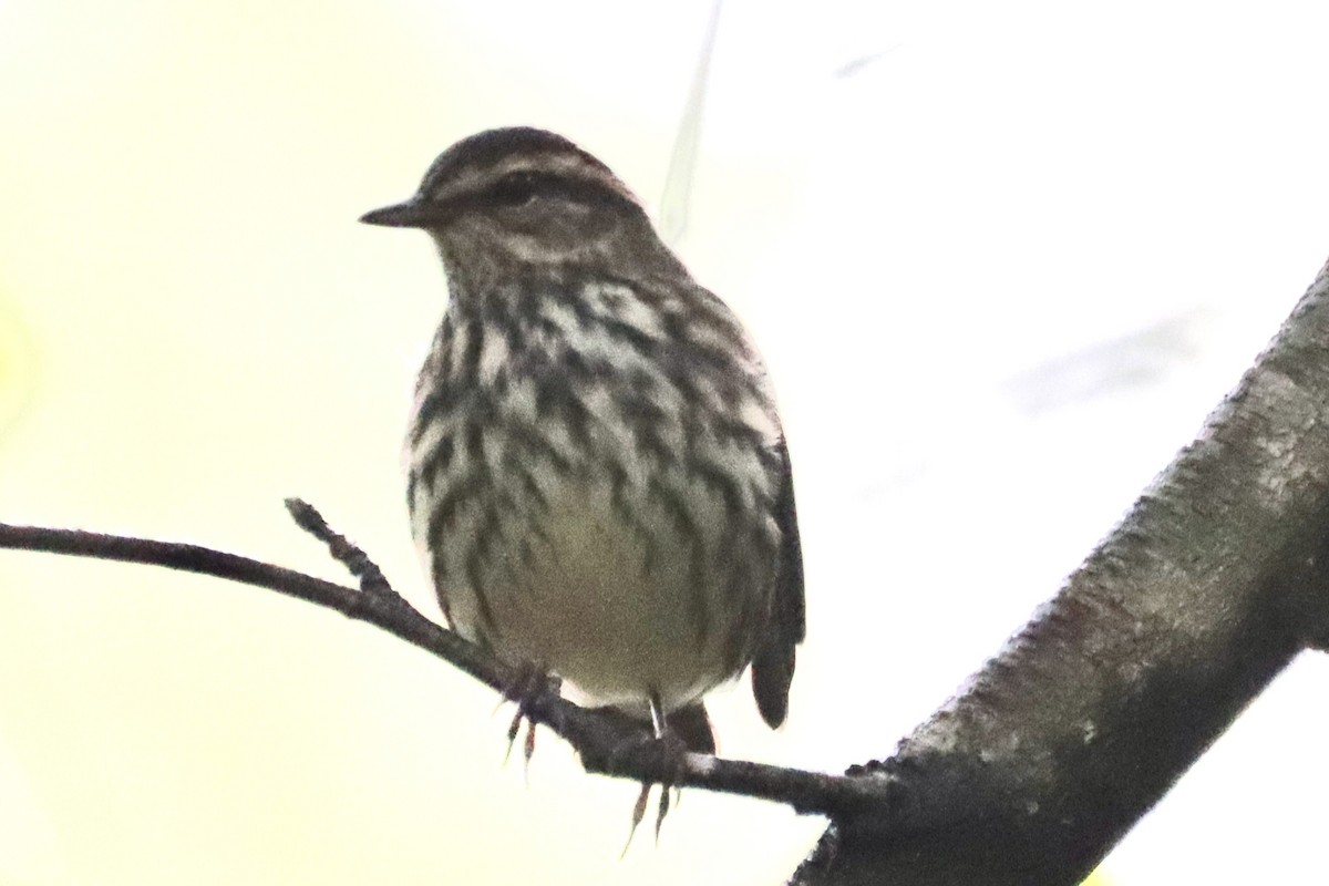 Northern Waterthrush - ML642430092