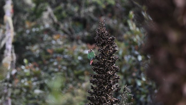 Brown-breasted Parakeet - ML642430099