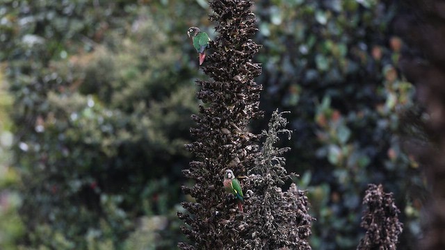 Brown-breasted Parakeet - ML642430100