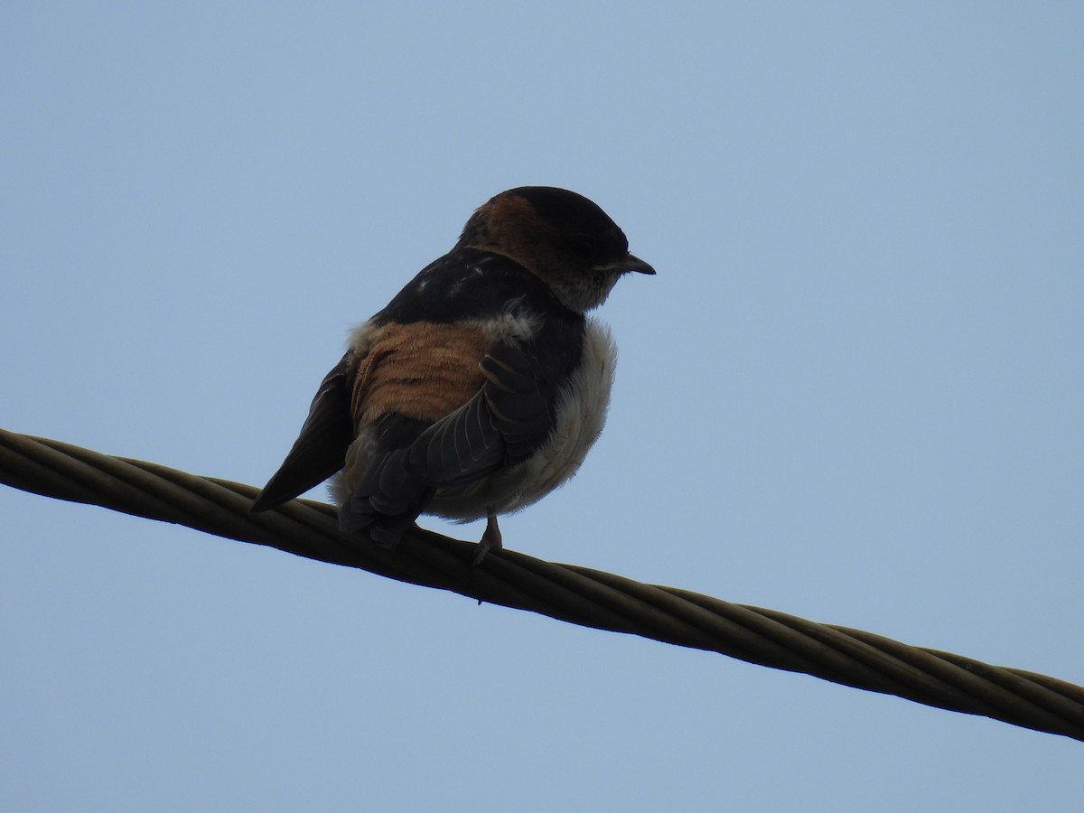 Eastern Red-rumped Swallow - ML642430101