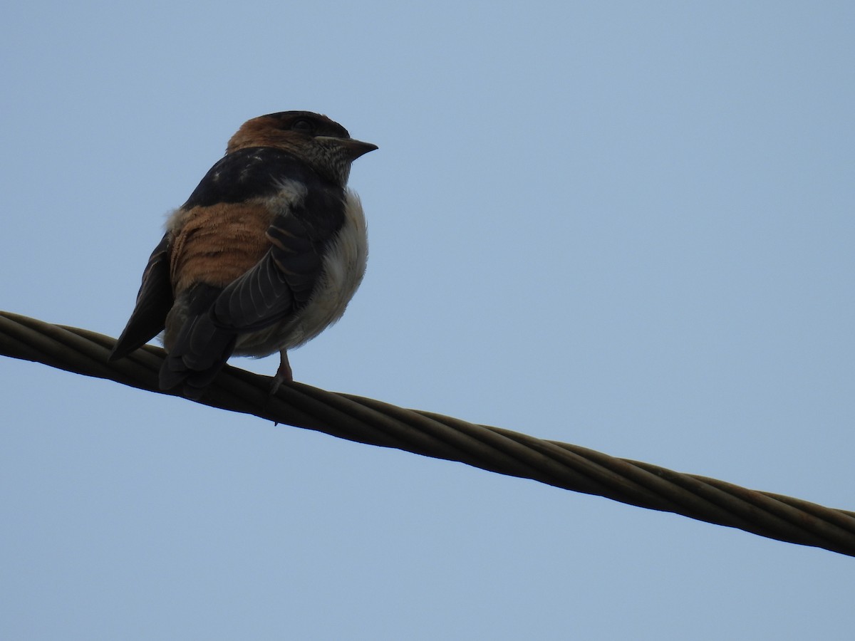 Eastern Red-rumped Swallow - ML642430102