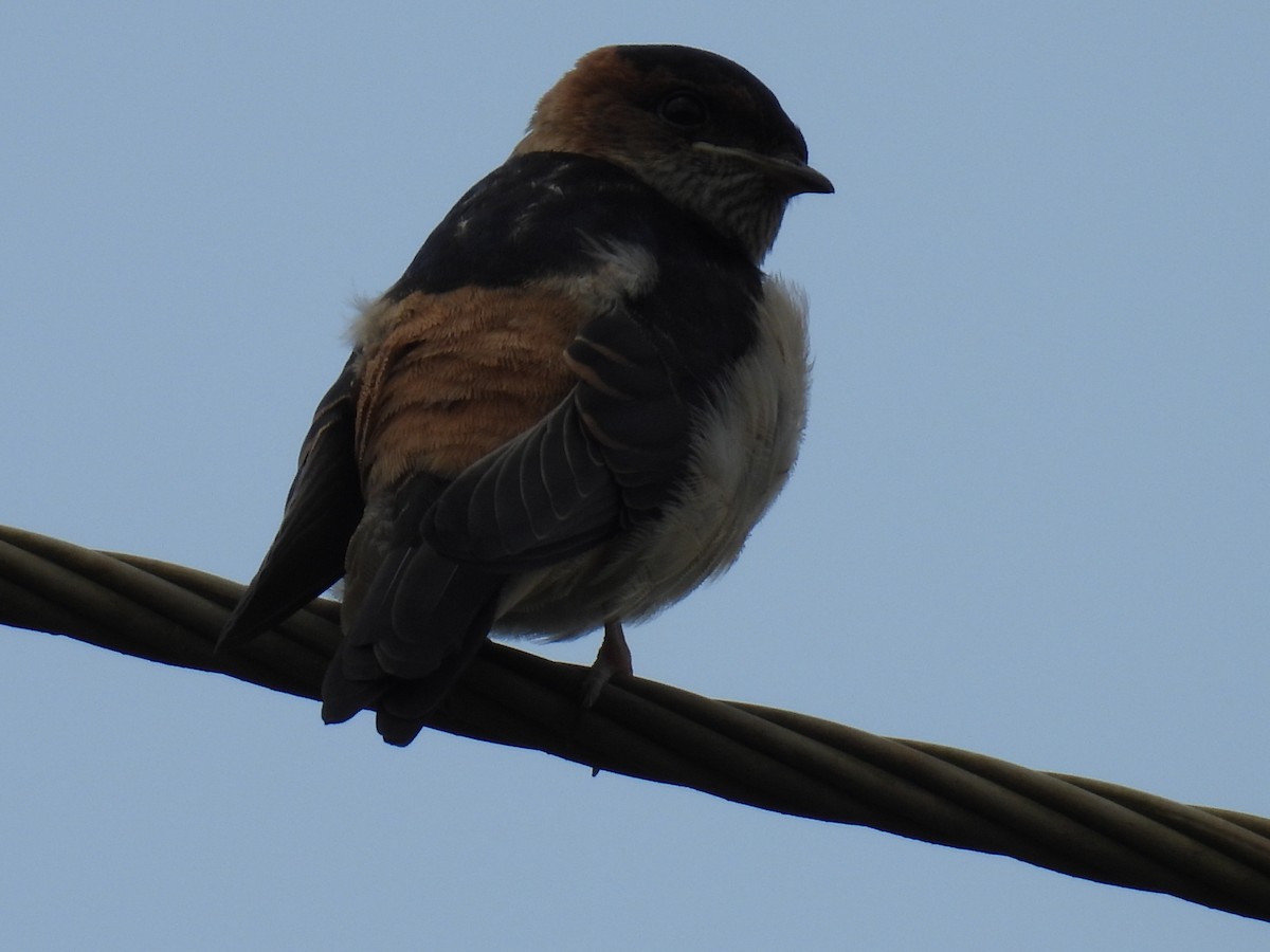 Eastern Red-rumped Swallow - ML642430103