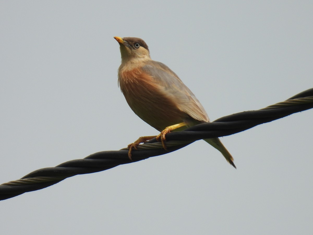 Brahminy Starling - ML642430118