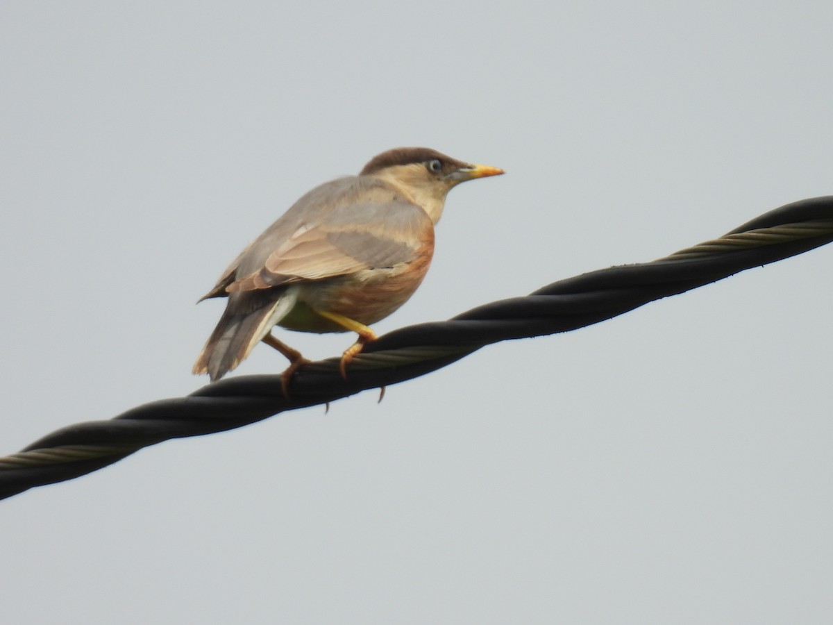 Brahminy Starling - ML642430119