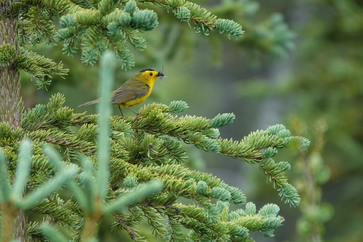 Wilson's Warbler - ML642430146