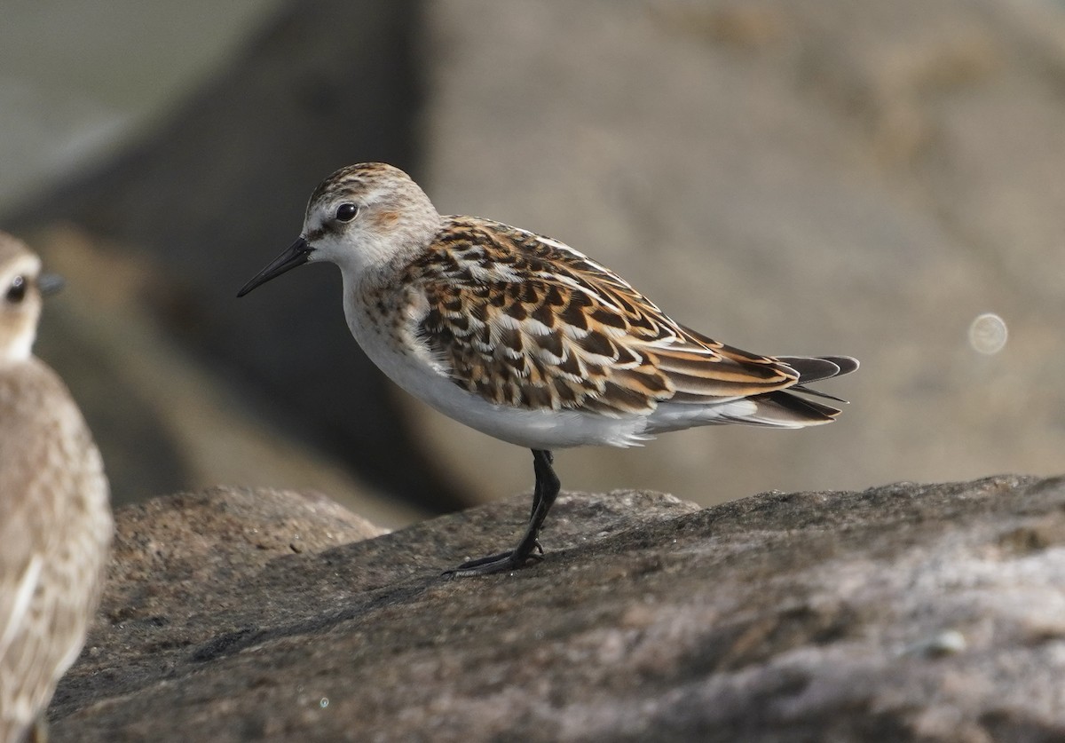 Little Stint - ML642430153