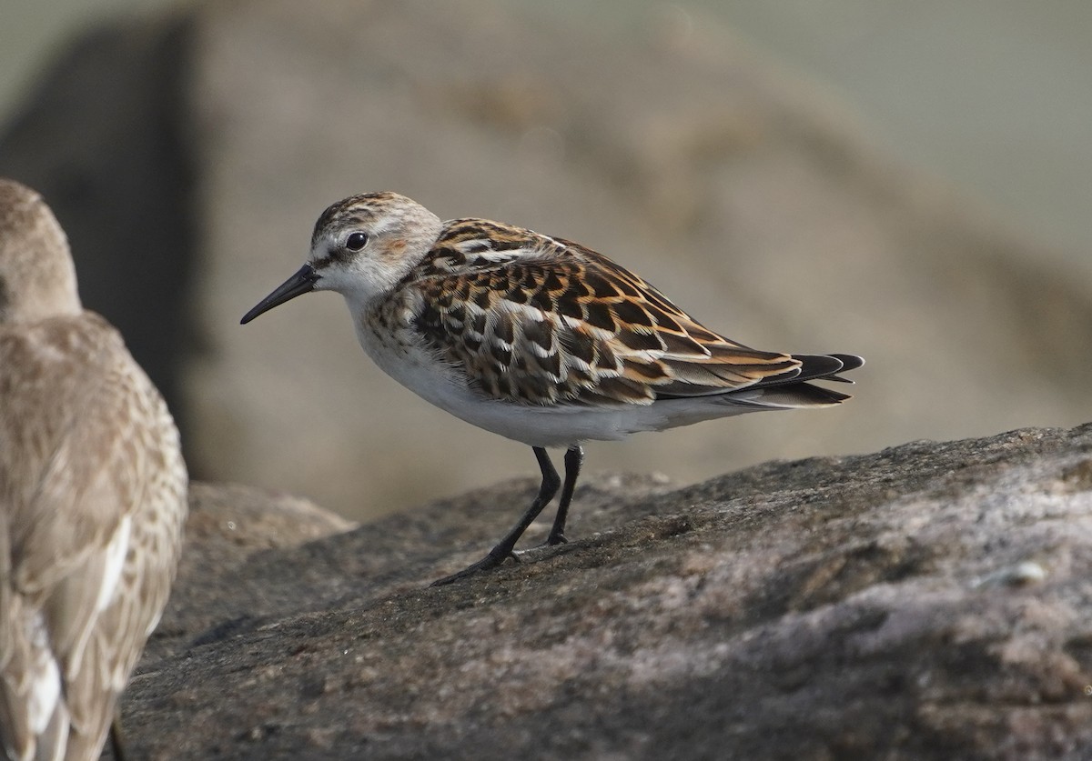 Little Stint - ML642430154