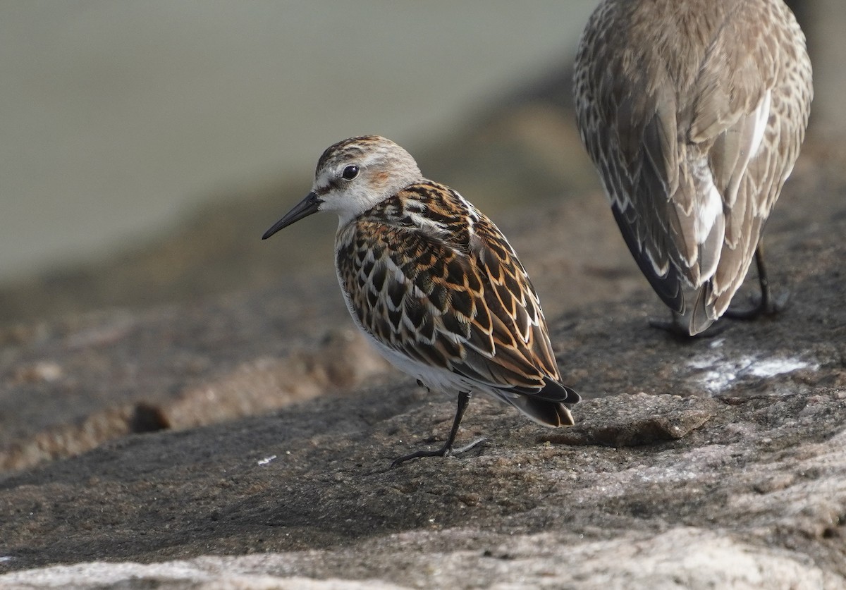 Little Stint - ML642430155
