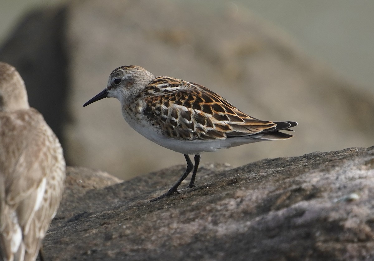Little Stint - ML642430156