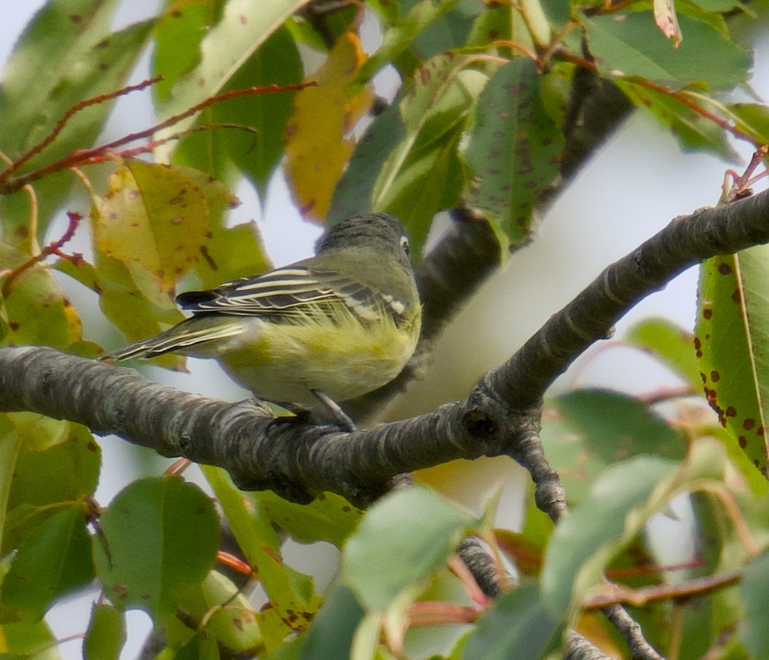 Blue-headed Vireo - ML642430161