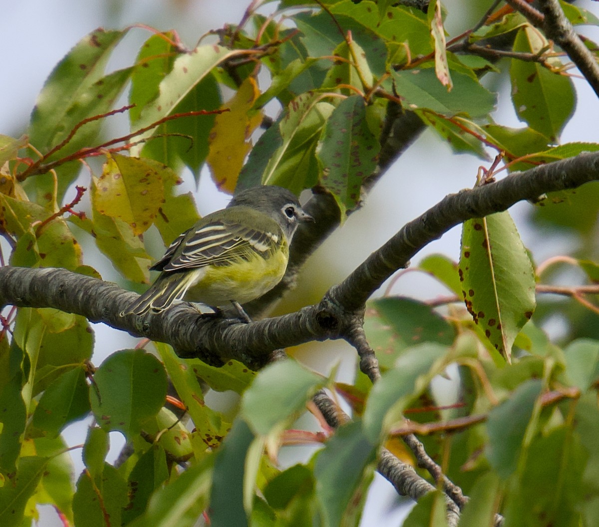 Blue-headed Vireo - ML642430162