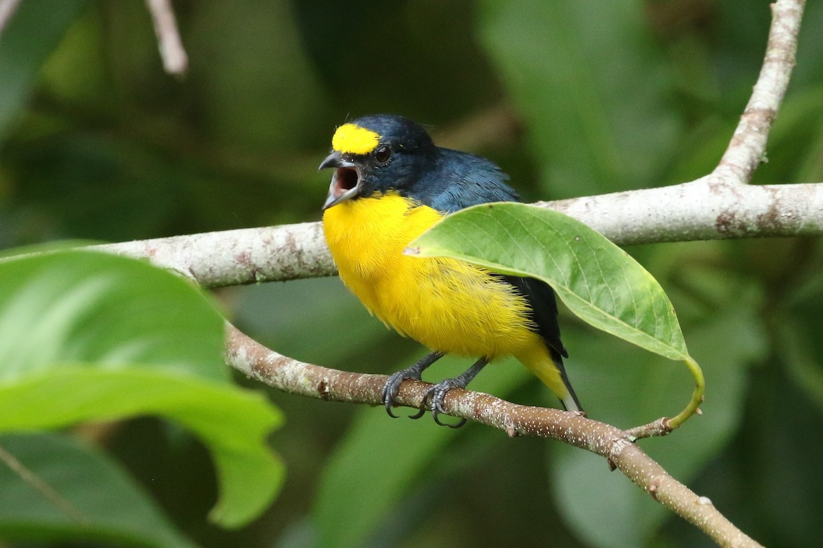Yellow-throated Euphonia - ML642430188