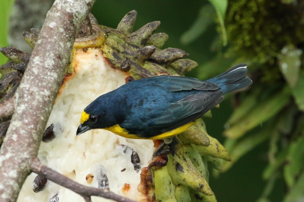 Yellow-throated Euphonia - ML642430189