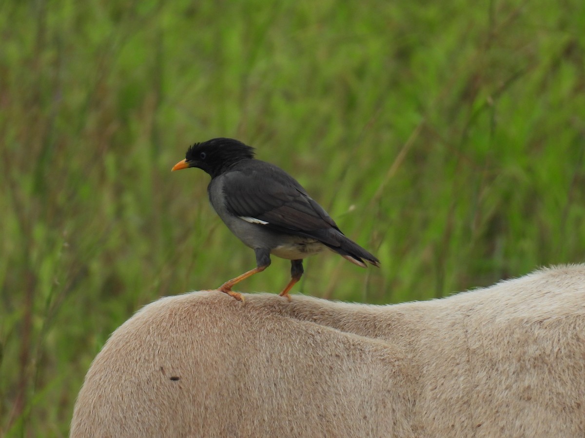 Jungle Myna - ML642430212