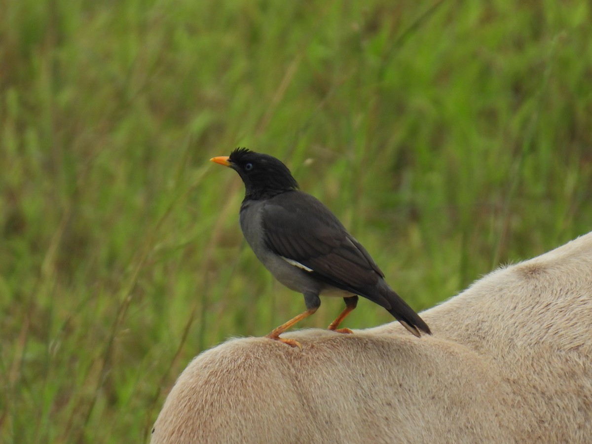 Jungle Myna - ML642430213
