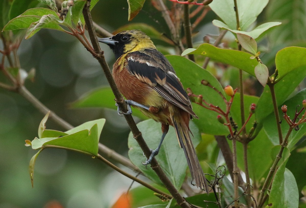 Orchard Oriole - ML642430214