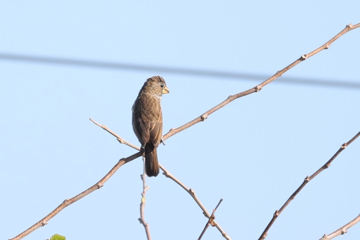 Grosbeak Weaver - ML642430218