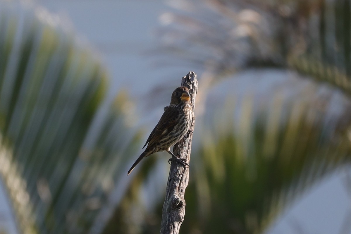 Grosbeak Weaver - ML642430220