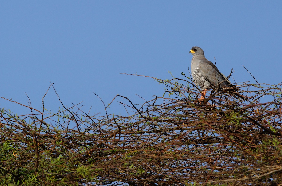 Eastern Chanting-Goshawk - ML642430228