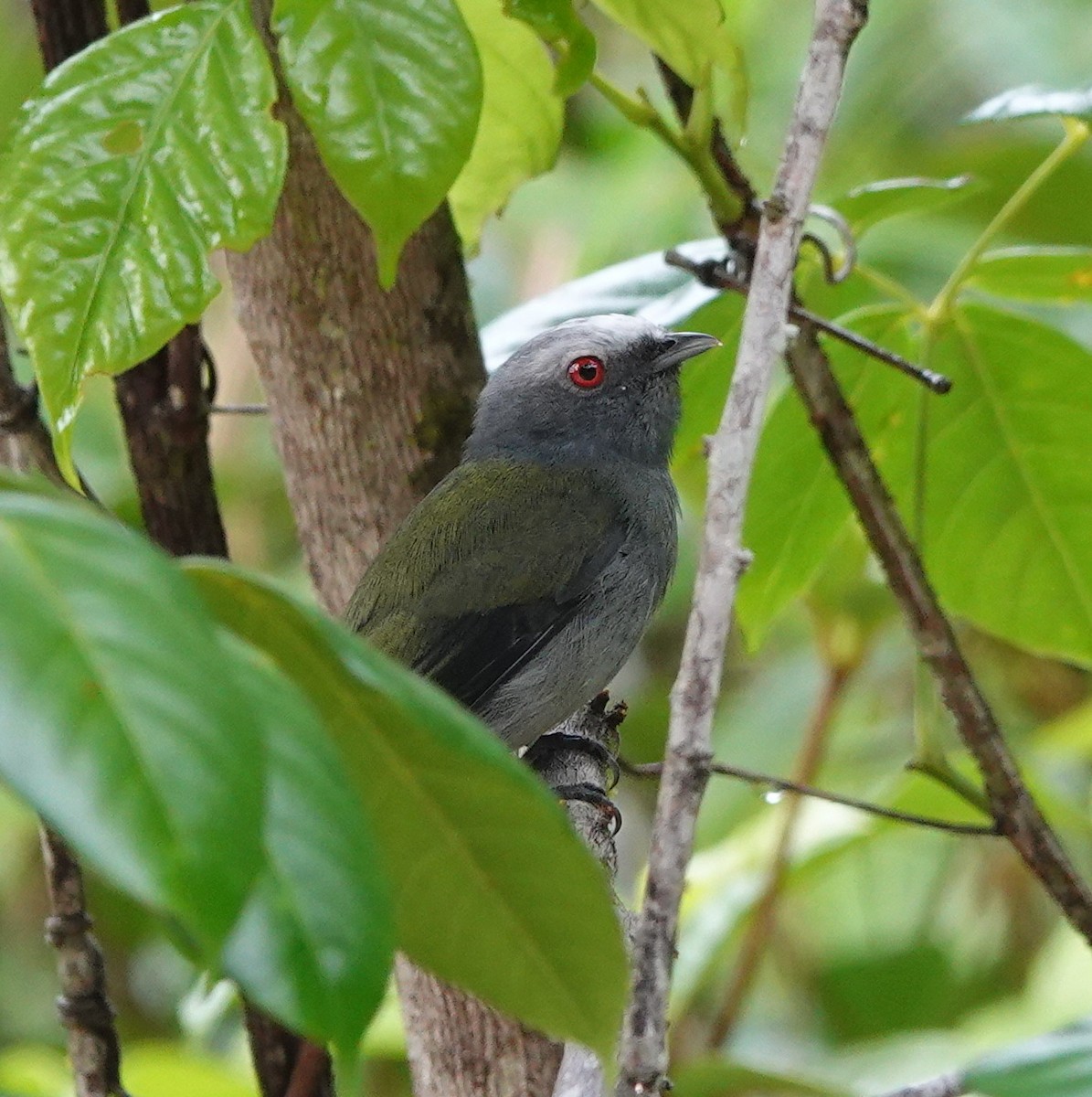 White-crowned Manakin (Atlantic) - ML642430229
