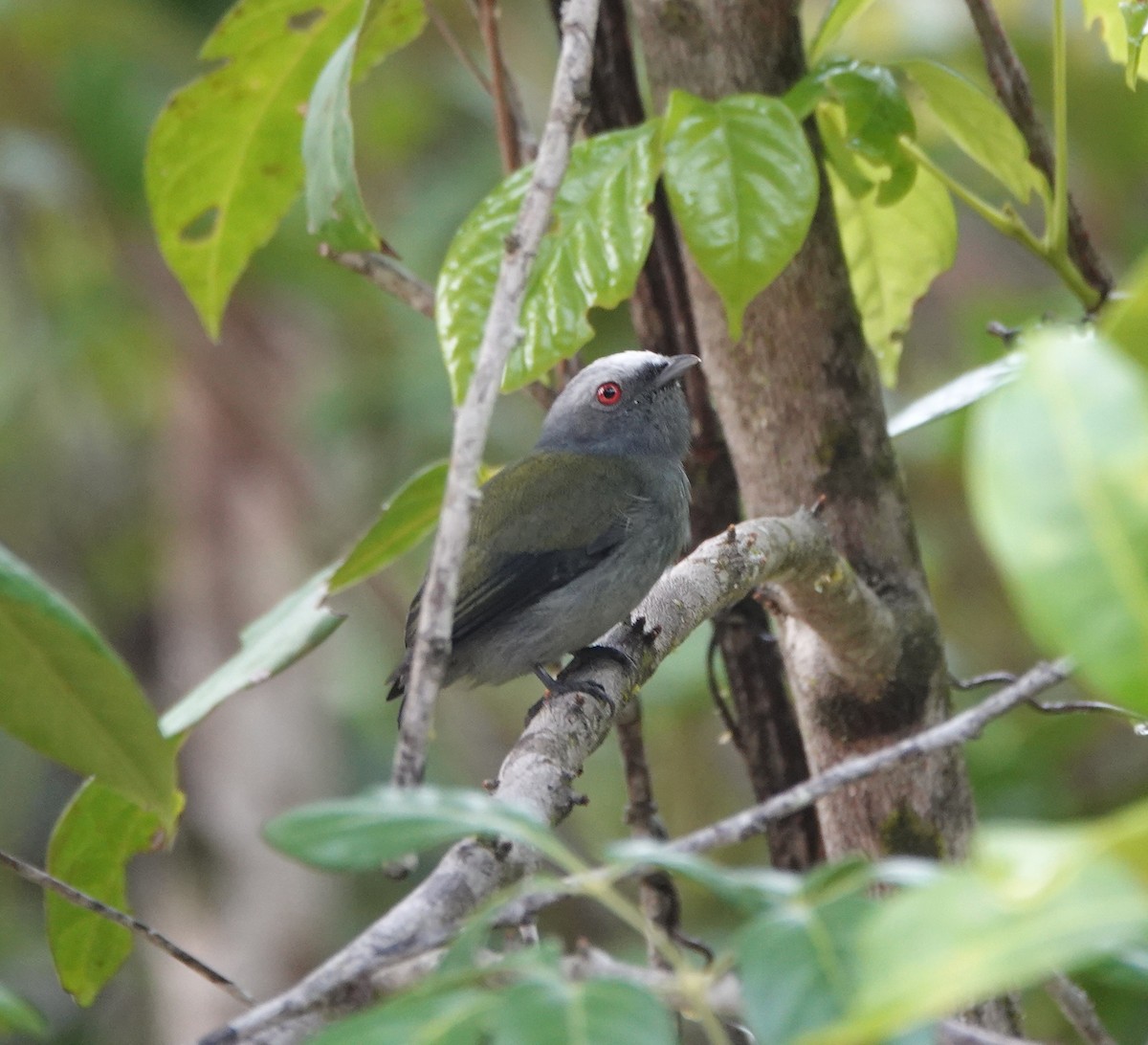 White-crowned Manakin (Atlantic) - ML642430245
