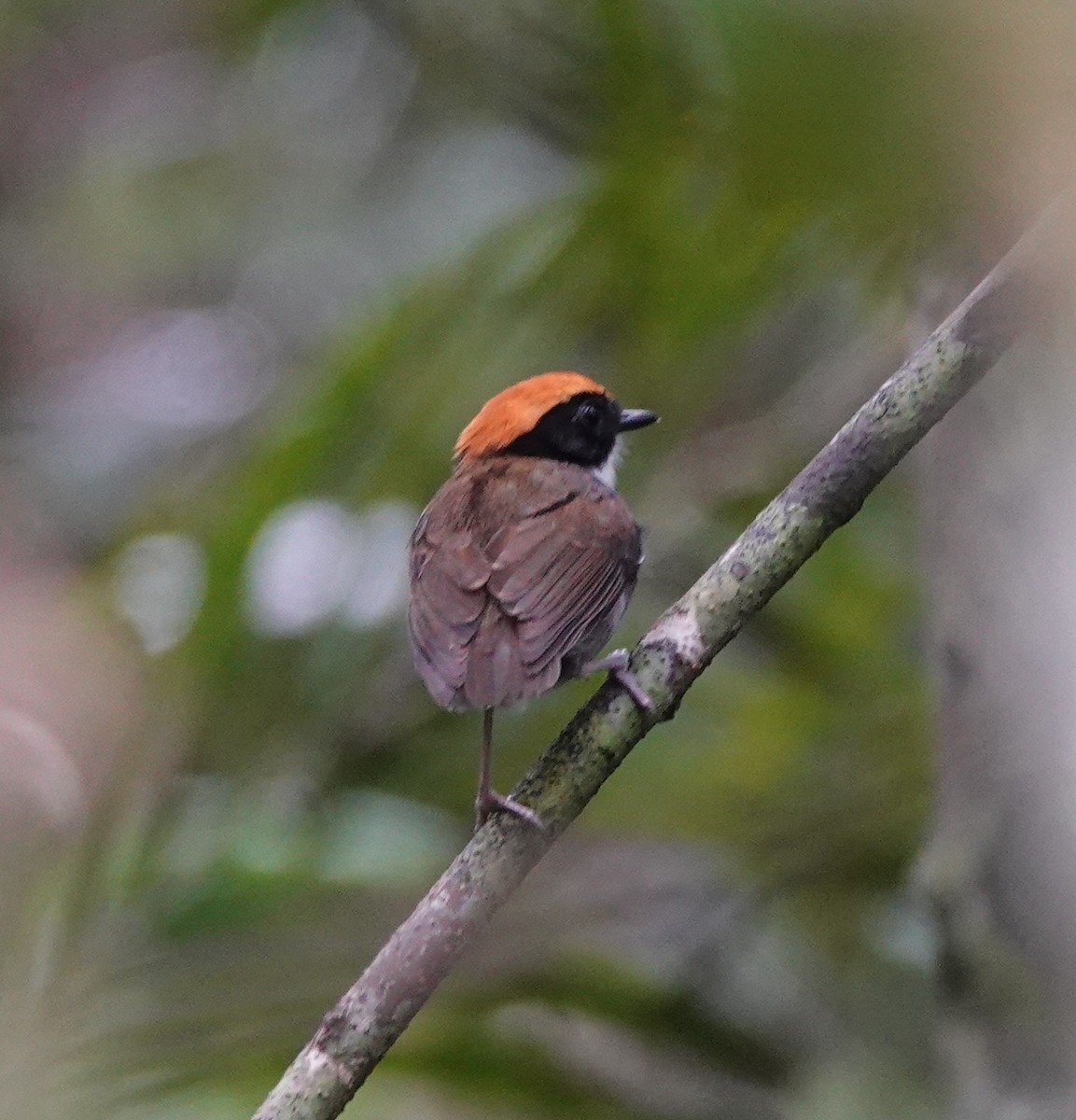 Black-cheeked Gnateater - ML642430274
