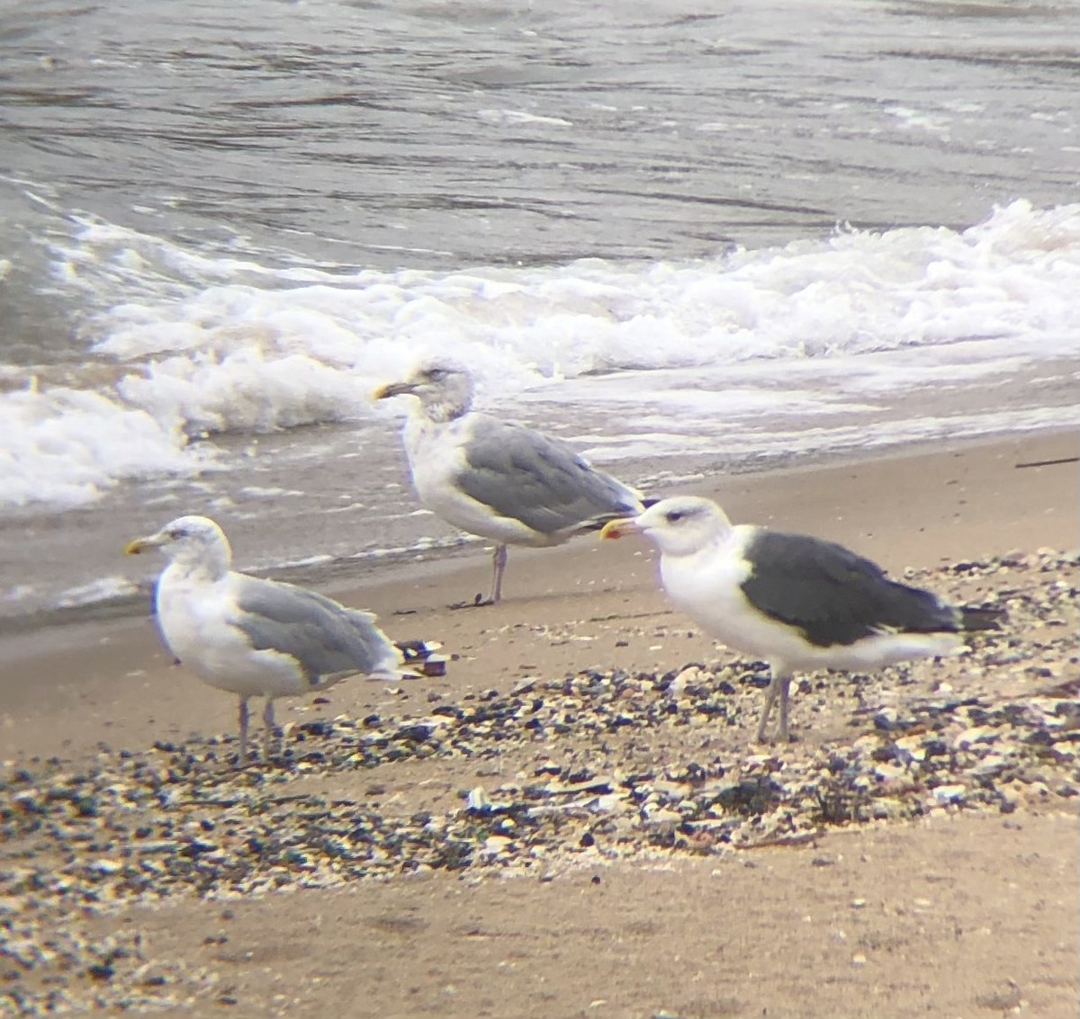Larus sp. - ML642430277