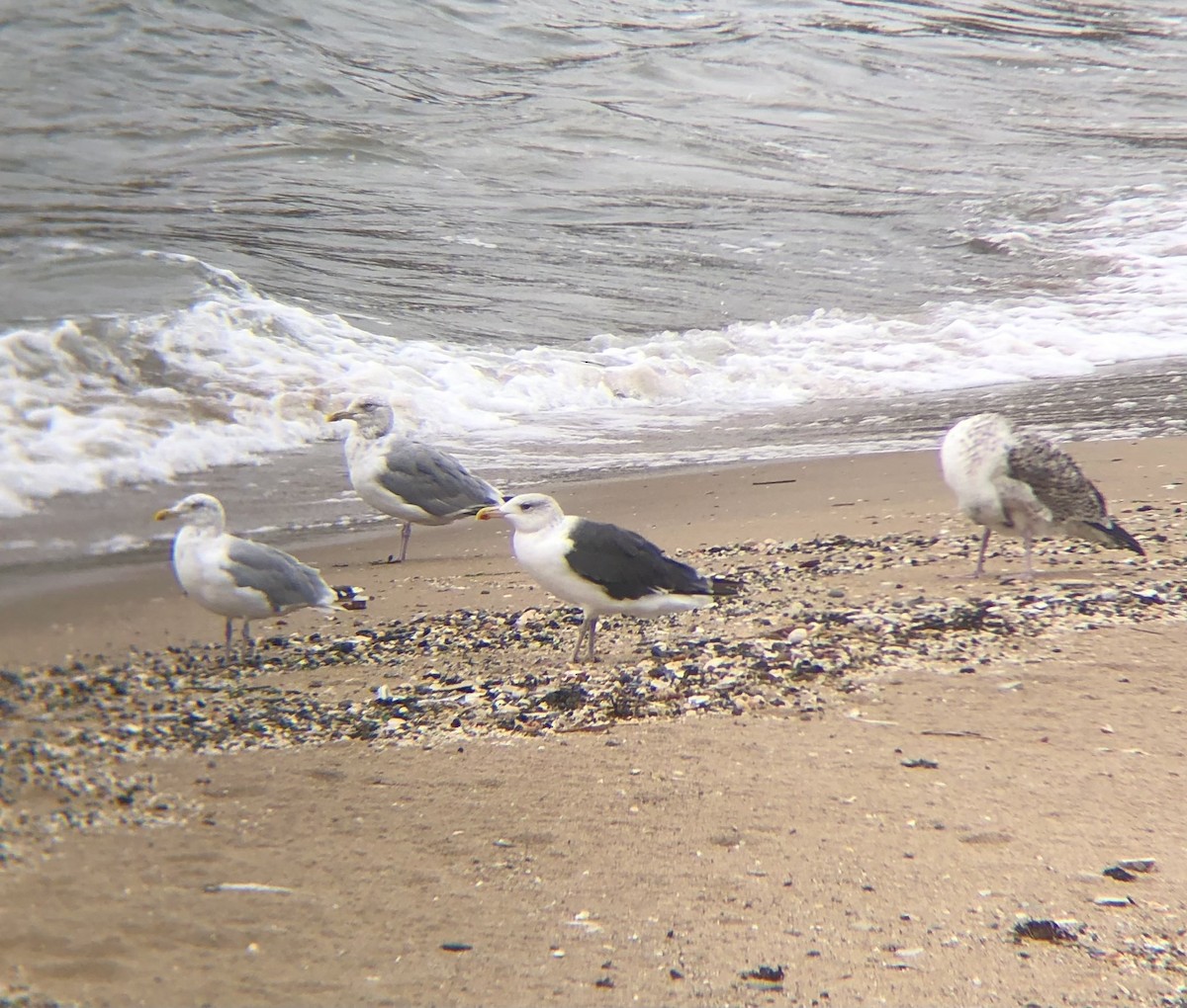 Larus sp. - ML642430278