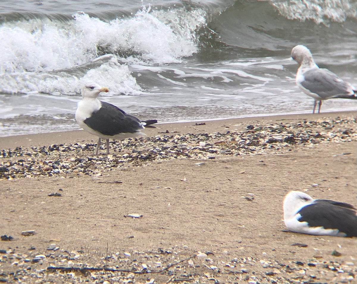 Larus sp. - ML642430279