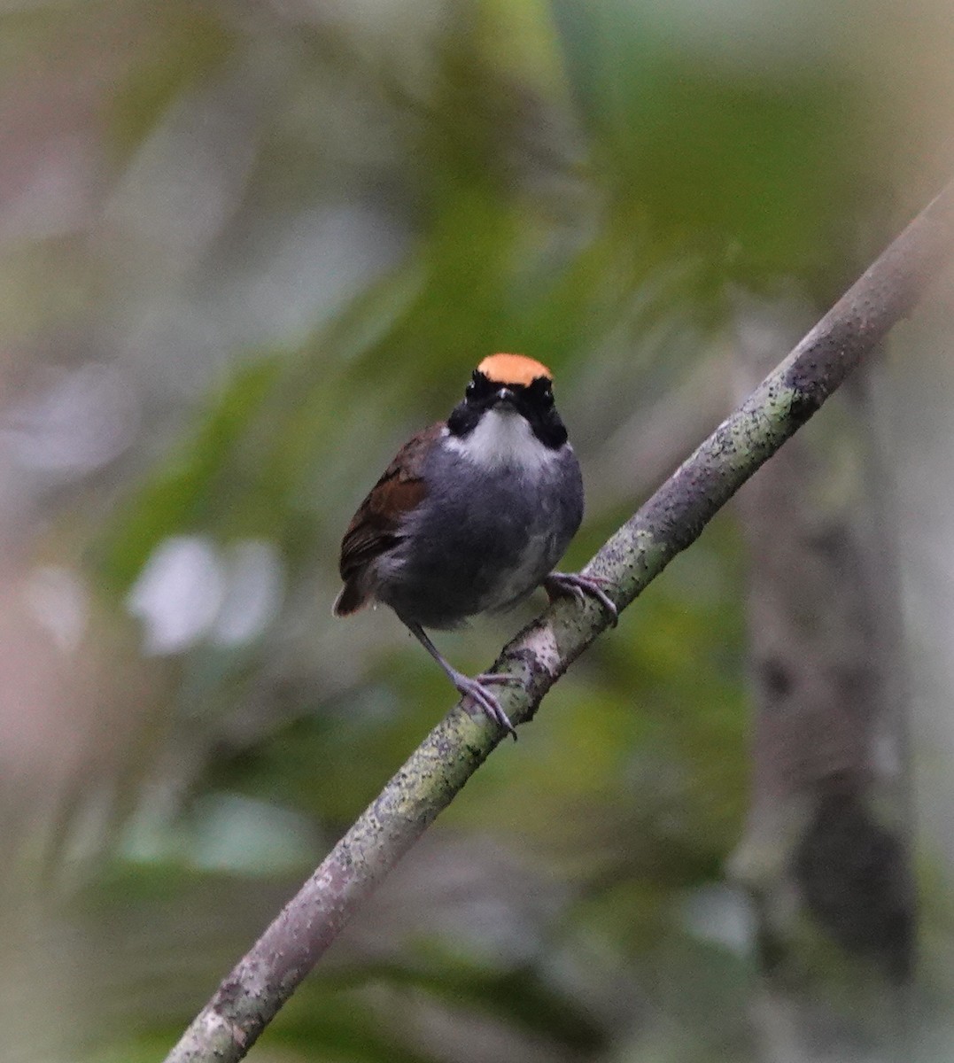 Black-cheeked Gnateater - ML642430280