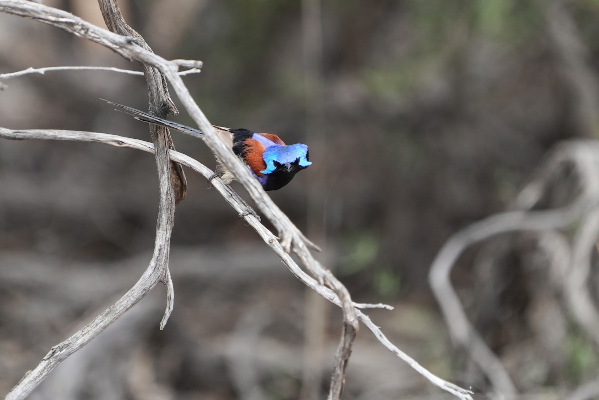 Purple-backed Fairywren - ML642430284
