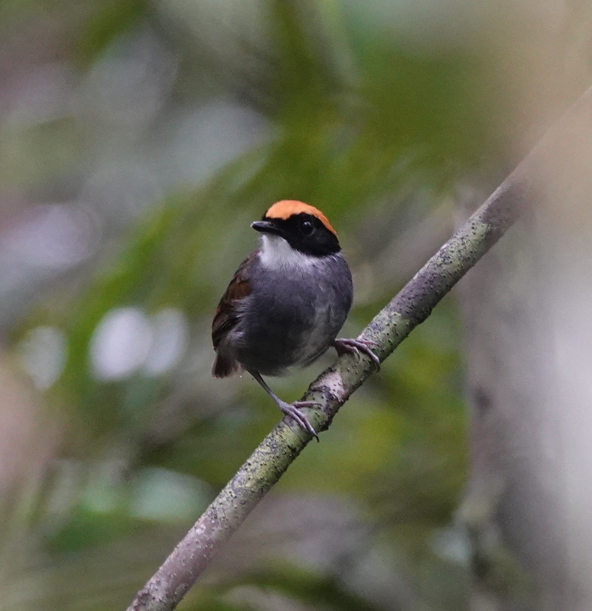 Black-cheeked Gnateater - ML642430290