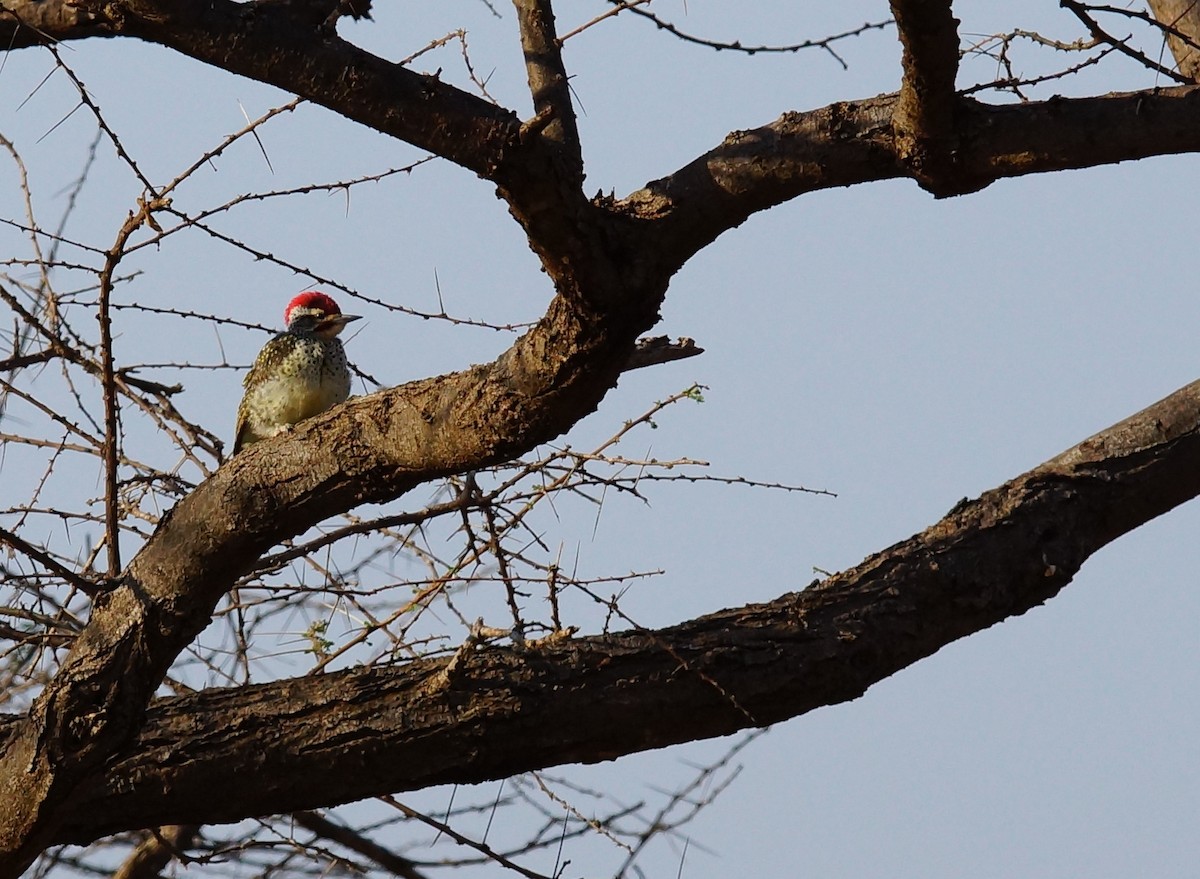 Nubian Woodpecker - ML642430296